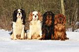 CAVALIER KING CHARLES 341